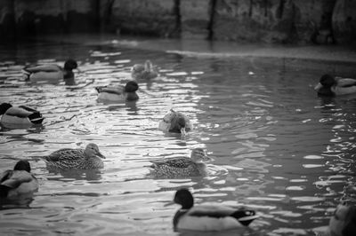 Ducks swimming in lake