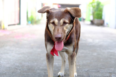 Close-up portrait of dog standing outdoors