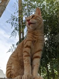 Low angle view of cat on a tree