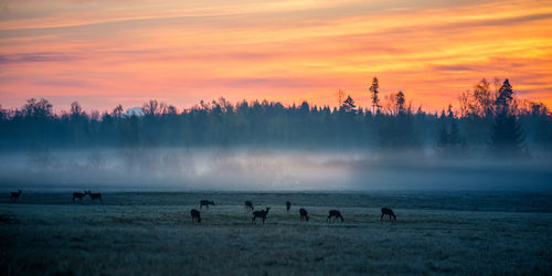 A beautiful misty morning with wild red deer herd grazing in the meadow. 