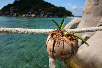 Close-up of rope tied to tree by sea against sky