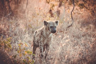 Hyena standing amidst plants on field