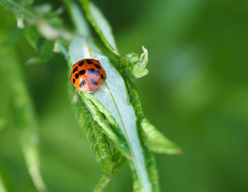 Close-up of ladybug on flower