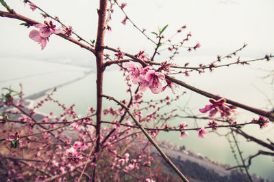 Close-up of pink cherry blossoms in spring