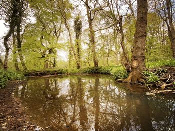 Scenic view of lake in forest