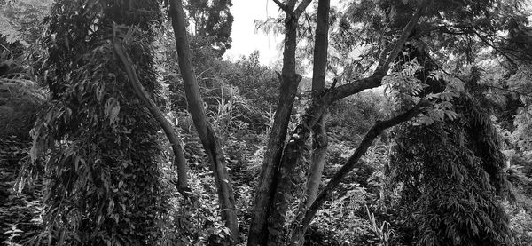 Low angle view of trees in forest