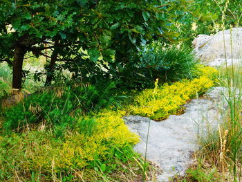 Footpath amidst trees