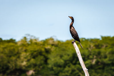 Close-up of cormorant perching on wood against clear sky