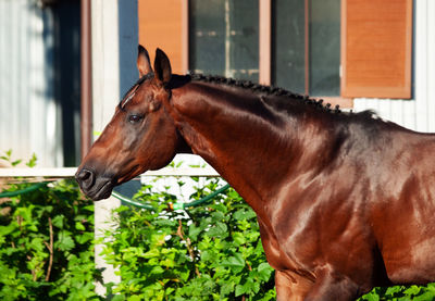 Close-up of a horse