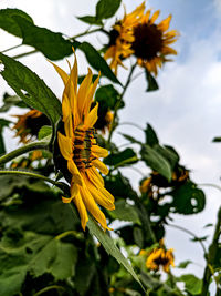 Close-up of yellow flowering plant