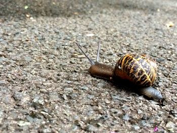 Close-up of snail