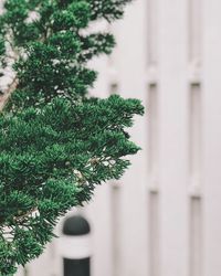 Close-up of plant growing in yard