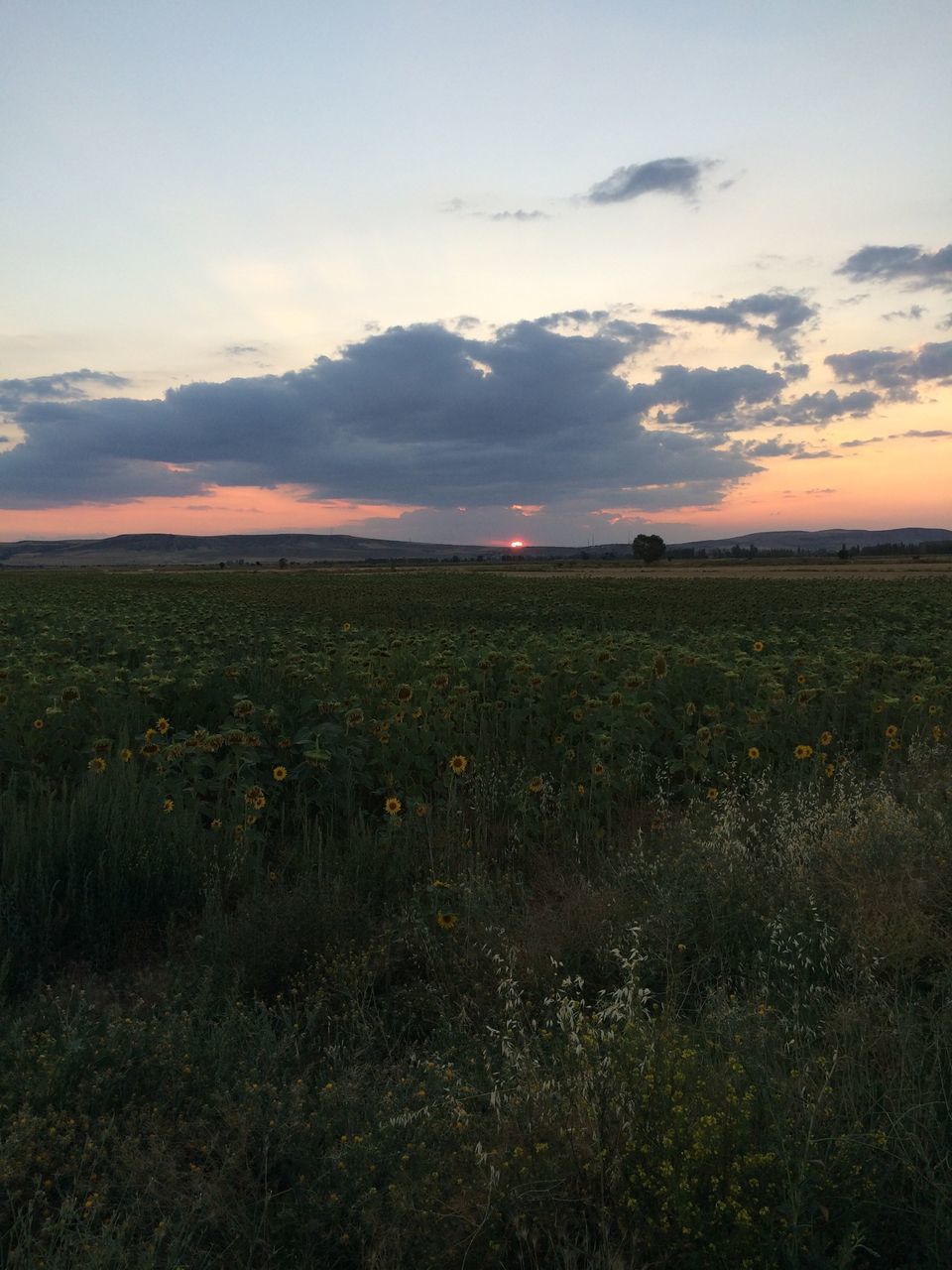 field, landscape, sky, tranquil scene, rural scene, scenics, tranquility, beauty in nature, agriculture, cloud - sky, nature, sunset, farm, growth, grass, crop, cloud, cloudy, cultivated land, idyllic