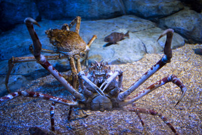 Close-up of crab on ground