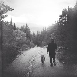 Rear view of man walking with dog in forest