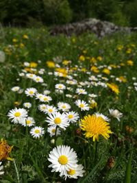 Close-up of daisy flowers on field