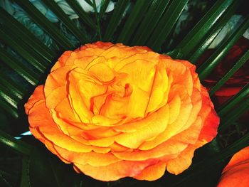 Close-up of rose blooming outdoors