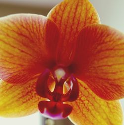 Close-up of orange orchid