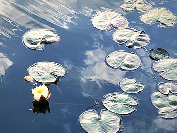 High angle view of flowers floating on water