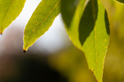 Close-up of green leaves