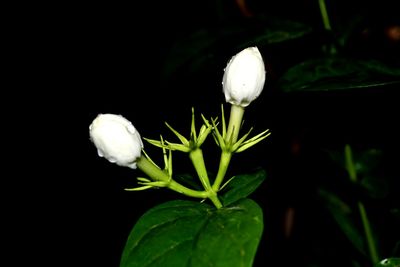 Close-up of flower against black background