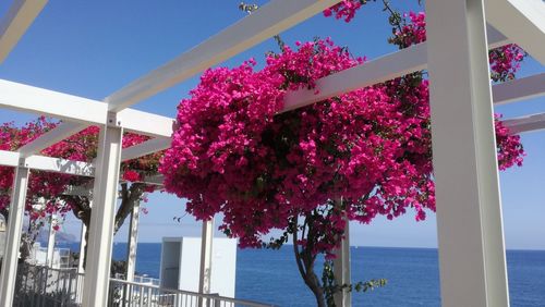 Pink flowers on tree