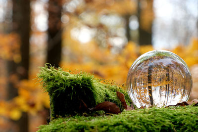 Close-up of glass ball on field