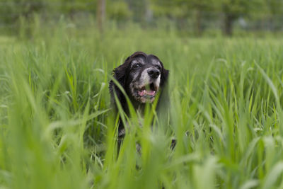 Close-up of dog amidst grass on field