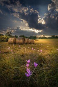 View of sheep on field against sky