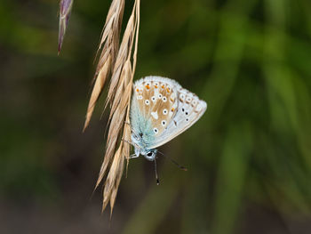 Close-up of butterfly on plant