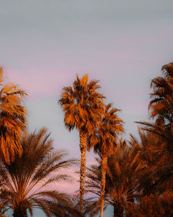 Low angle view of palm trees against sky during sunset