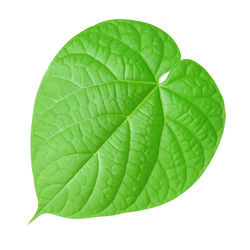 Close-up of green leaves against white background