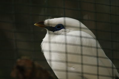 Close-up of bird