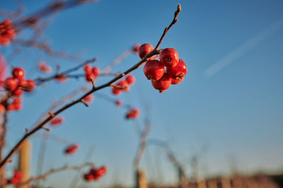 Close-up of red berries on tree against sky