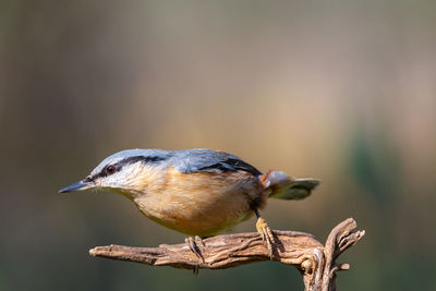 Close-up of bird perching on wood