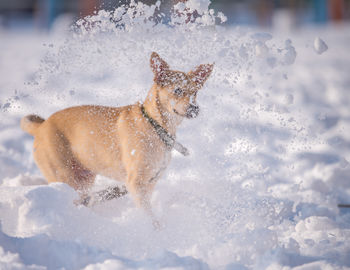 Dogs on snow covered field