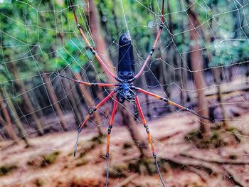 Close-up of spider on web