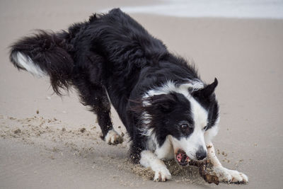 Portrait of dog on beach