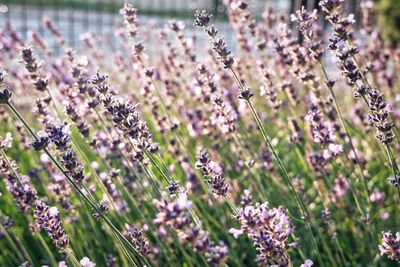 Close-up of lavender flowers in field