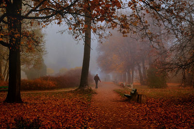 Rear view of man walking in forest during autumn