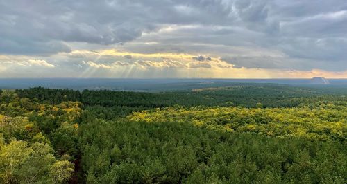 Scenic view of forest against sky