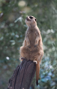 Low angle view of monkey looking away on tree