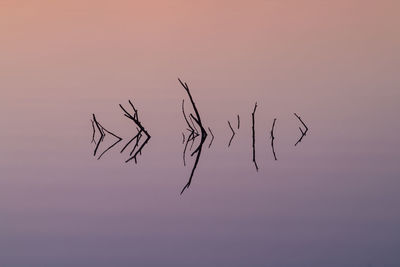 Close-up of silhouette plant against sky at sunset