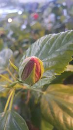 Close-up of flower