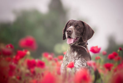 Close-up of a dog