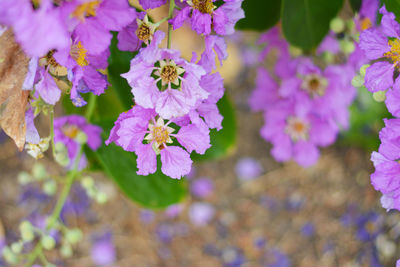 Close-up of purple flowering plants in park