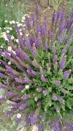 Close-up of purple flowers blooming in field