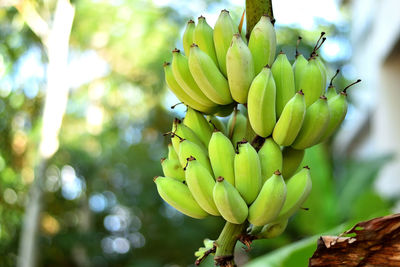 Close-up of bananas