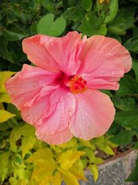 Close-up of pink hibiscus flower