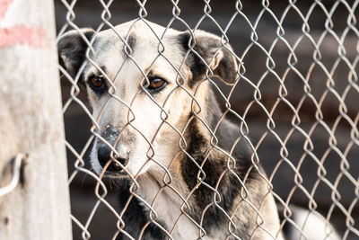 Portrait of dog seen through chainlink fence